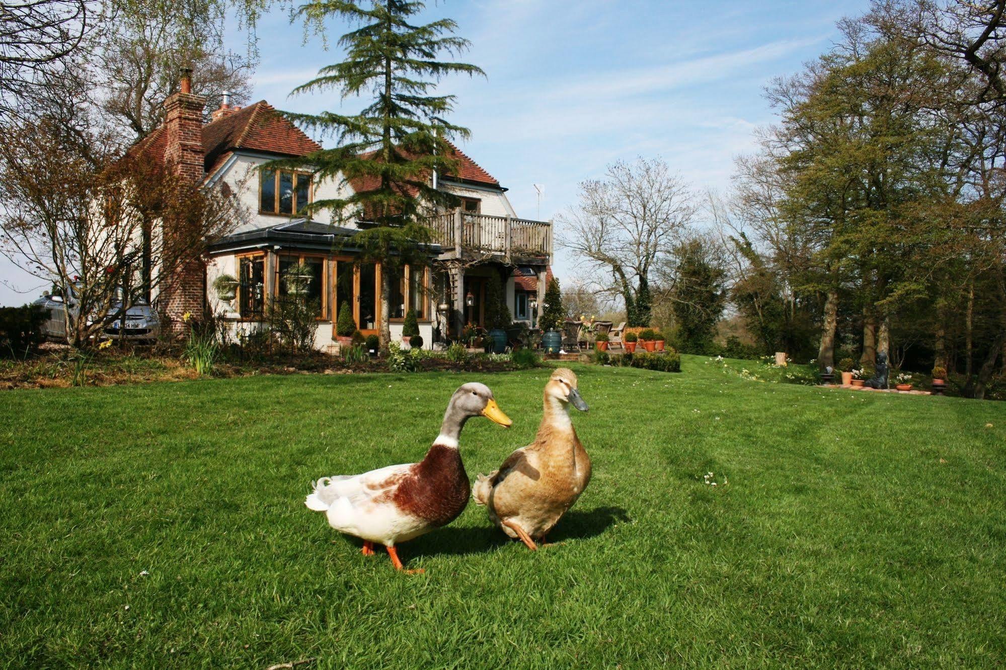 Shoyswell Cottage Hurst Green  Eksteriør billede